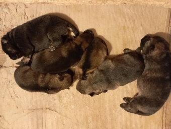 Nemecký ovčiak - šteniatka s PP - 3