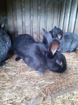 Predám králikov - 3