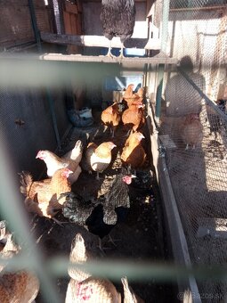 Kosovský kokrháč - 3