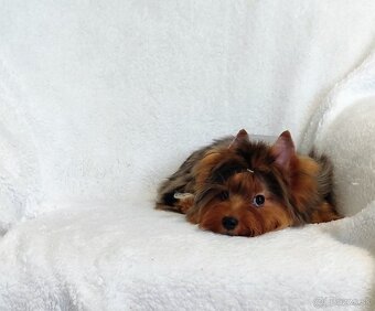 Yorkshire teriér, Yorkshire teriér s PP - 3