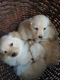 Predám šteniatka Zlatý retriver - 3