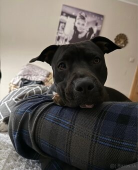 Stafordširsky terier - 3