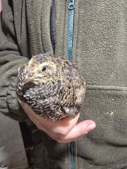 Japonské prepelice - 3