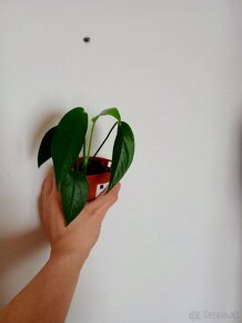 Izbové rastliny - 3