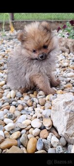 Oranžový špic -Pomeranian - 3