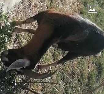 Capko a kozička a kozliatka - 3