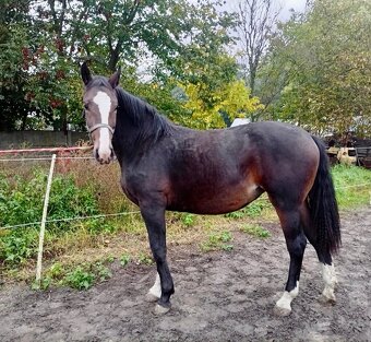 Kobyla sliezsky teplokrvník ( šlonzák ) - 3