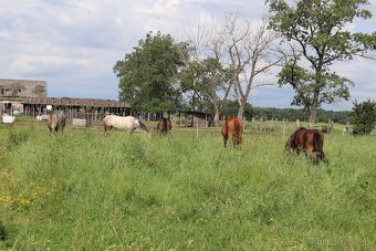 Hľadáme stajníka/stajníčku - 3