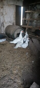 Kačice - Čínska Pekingská kačica - 3