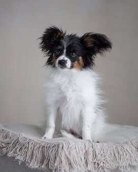 Papillon s preukazom o pôvode - 3