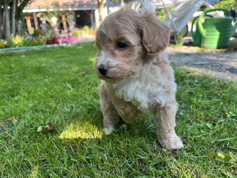 Maltipoo - 3