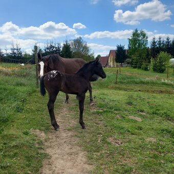 Letošní klisnička Appaloosa - 3