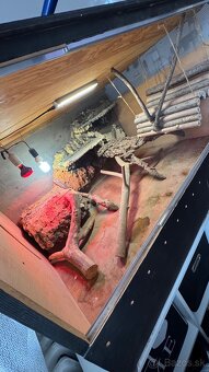 Terarium pre agamy a iné - 3