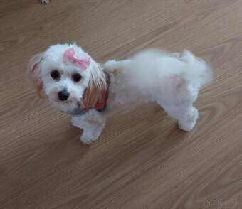 Predám psíka Maltipoo - 3