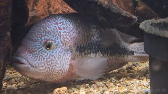 Predam cichlidy Vieja hartwegi Rio Grijalva F1 - 3