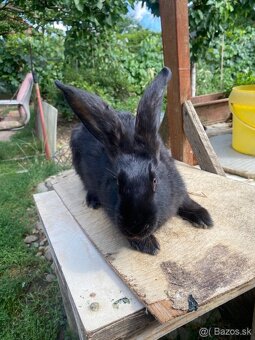 Predám zajace - 3