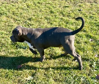 American Bully XL - 3