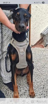 Hľadáme nový domov - 3