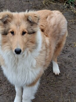 Kólia dlhosrstá - 3