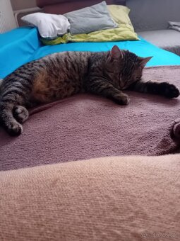 Darujem kocúrov - 3