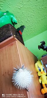 Papagáj kralovský - 3