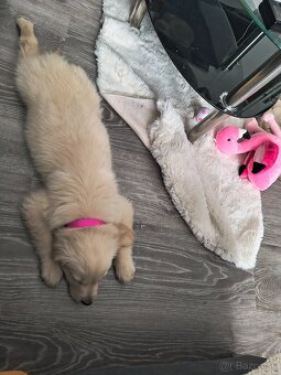Zlatý retriever - 3