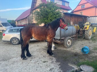 Predám obra alebo ho môžem vymeniť za kravu, teľa alebo býka - 3