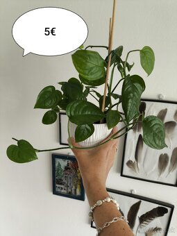 Izbové rastliny - 3