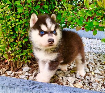 Modrooká štěňata huskyho, mezinárodní rodokmen FCI - 3