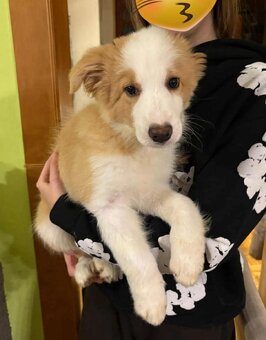 Border kólia, Borderka - 3