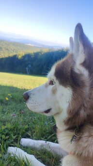 Sibírsky husky na krytie - 3
