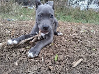 Americký staffor - 3