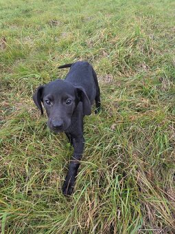 Darujeme šteniatka - 3