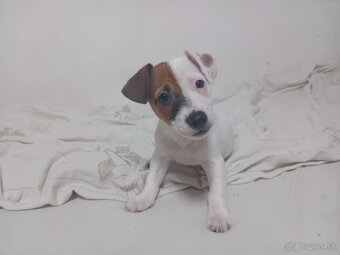 Šteniatka Jack Russell - 3