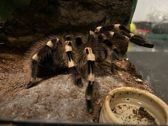 Terária + Acanthoscurria geniculata - 3