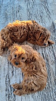 Cavapoo - 3