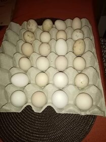 Nasadove vajíčka Liliputky - 3