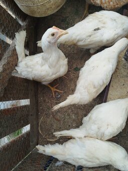 Leghorn - 3