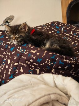 Maine Coon - 3