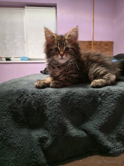 Maine Coon - 3