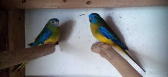 Neofema tyrkysová - 3