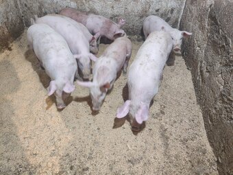 Predám odstavčatá - 3
