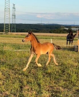 Hřebec Welsh Cob - 3