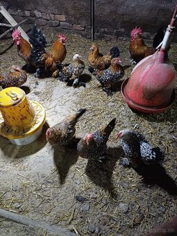 Násadové vjíčka - 3