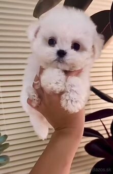 Mini Maltezak - 3