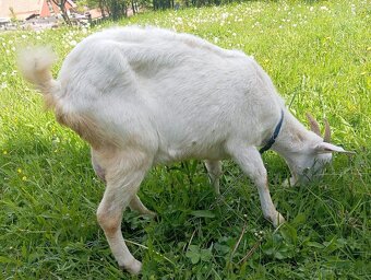 Predám kozu - 3