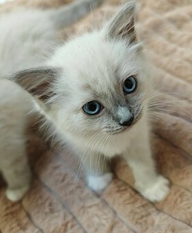 Ragdoll bez PP - 3