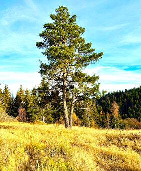 Veľký stavebný pozemok 6+ ha so stavebným povolením - 3