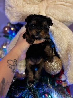 Yorkshirsky terier - 3