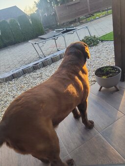 Labrador na krytie - 3